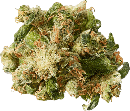 East Coast Sour Diesel image 1
